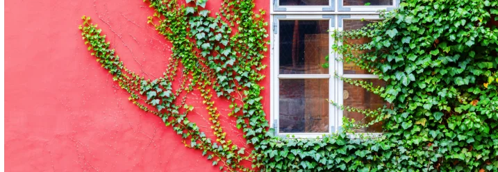 Grüner Efeu rankt an einer roten Hauswand neben einem Fenster.